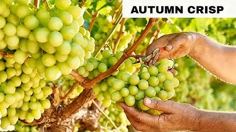AUTUMNCRISP® | Sugrathirtyfive variety| Breder Sunworld | video by Sunworld