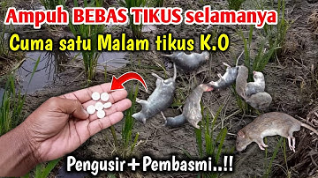 MENGERIKAN Cara cepat membasmi Hama tikus Cara membasmi Hama tikus di sawah