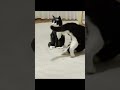 Tuxedo Cat vs. LEGO Tuxedo Cat #lego #cat