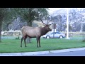 Mad Elk in Mammoth