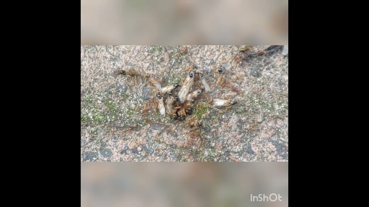 Pheidole Antipodum Nuptial flight