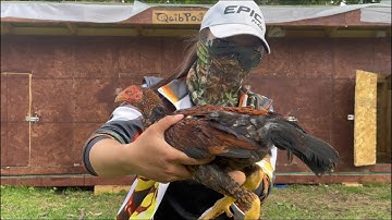 Tsuaj Qaib Meka Mob Kaws Taws Thiab Ntxuav Laus Qaib Nrog Dawn Dish Soap Tuas Hmob Qaib Tam Pem Uasi