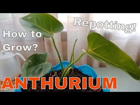 Video: Anthurium: pangangalaga ng halaman