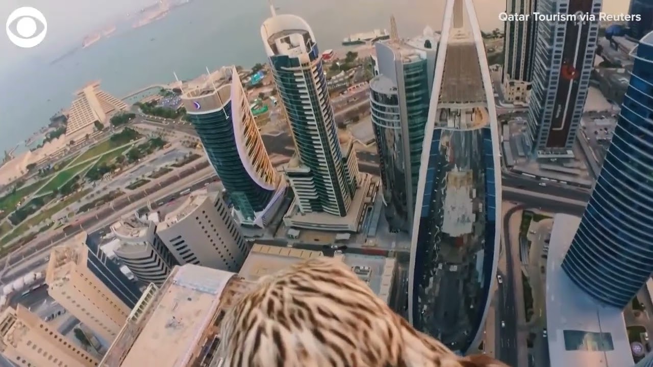 Falcon captures landmarks in Qatar from bird's-eye view