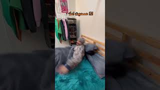 مين يحضر ميتو الشامسي يفرط من الضحك?