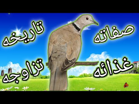 اليمام المطوق - الفاختة - معلومات مهمة و قيمة عنه