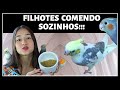 COMO FAZER FILHOTE DE PASSARINHO COMER SOZINHO / COMO ENSINAR CALOPSITA