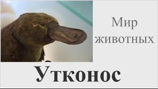 Утконос(В этом видео Вы узнаете эксклюзивную и очень интересную информацию об одном из самых загадочных животных..., 2016-02-02T15:38:27.000Z)