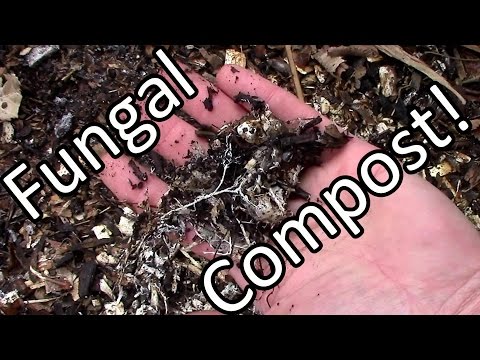 Video: Ciuperca albă în coșul de compost - Este periculoasă actinomicetele din compostul de gunoi de grajd