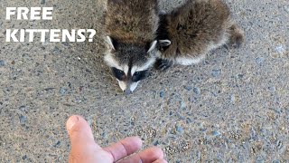 I found free kittens! (baby raccoons)