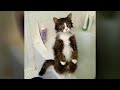 Watch, LAUGH & RELAX - Funniest ANIMALS