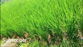 Main ke peswahan