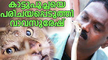 Wow ! Vava Suresh Catching a Wild Cat & Baby Cobra  | Snake Master