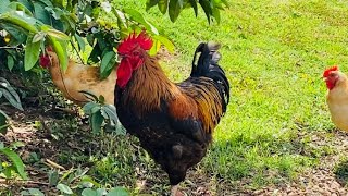 My Welsummer Rooster With His Flock