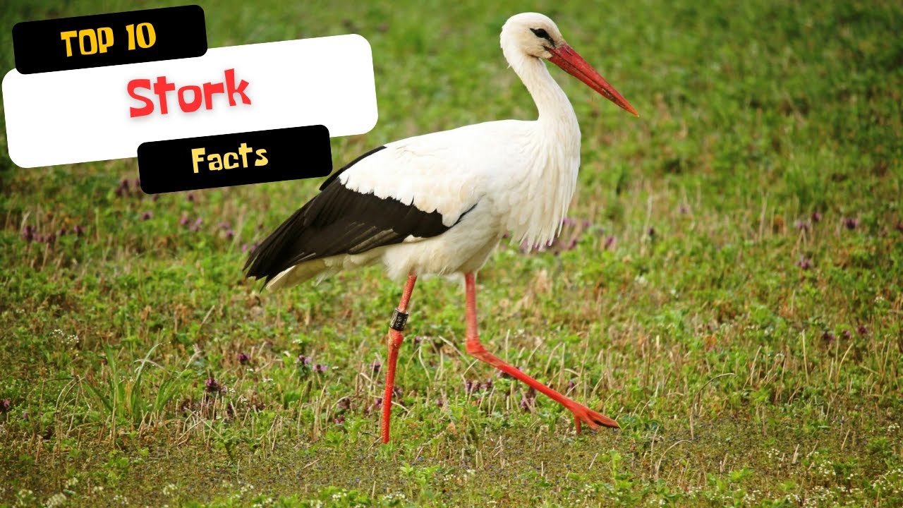 10 Surprising Things You Didn't Know About Storks!
