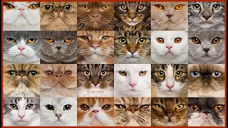 Cat funny videos | Cats Breeding Tips  | Funny Pets | White Turkish angora Cat #pets #kitten #cat