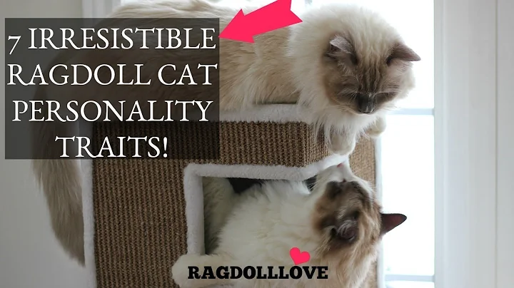 7 Irresistible Ragdoll Cat Personality Traits (That'll Make You Want One!) - DayDayNews