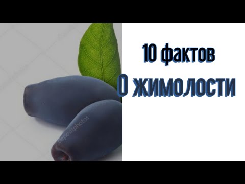 10 интересных фактов о жимолости