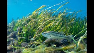 Top 10 Bass Fishing Lakes in California 2024