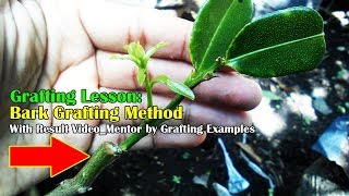 Grafting Lesson: Bark Grafting Method On Wax Jambu 