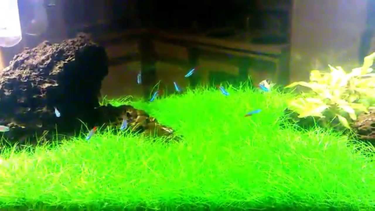 DWARF HAIRGRASS 14 WEEK UPDATE - YouTube