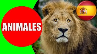 ANIMALES para Niños  Sonidos y Nombres de Animales en Español