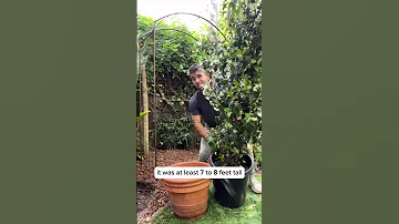 Designing A Flowering Jasmine Garden With Farmer Nick 