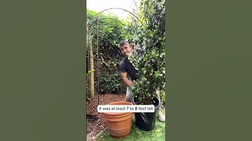 Designing a Flowering Jasmine Garden with Farmer Nick