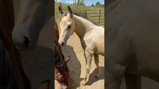 😍 #caballos #horse #viralshort #mexico #rancho #rodeo #western #reining #carrerasdecaballos