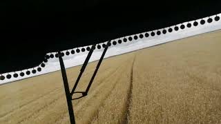 уборка оз пшеницы, норма высева 145-150кг, урожайность до 7 тон, без удобрений