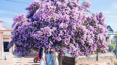 Cây bằng lăng đẹp nhất Việt Nam trổ hoa nhìn mê mẩn/ the most beautiful mausoleum in Vietnam