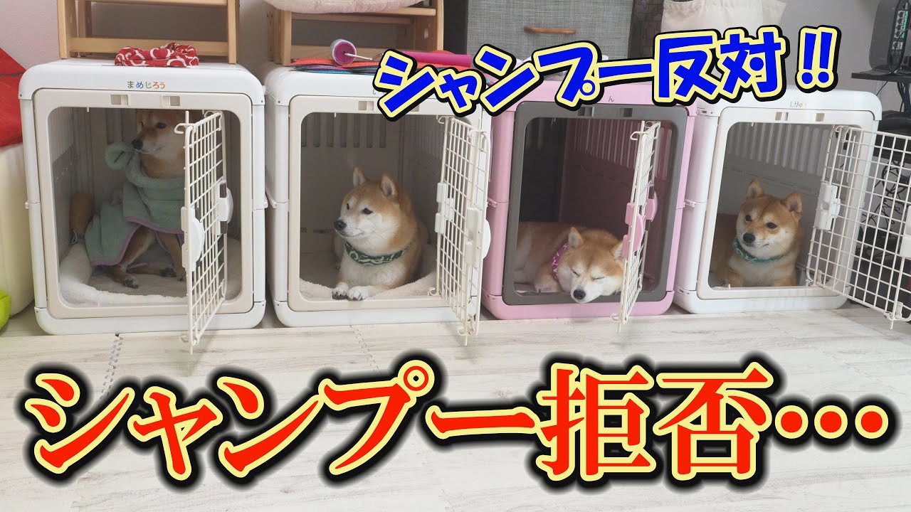 The Shiba Inu dogs, sensing their hated time, have begun a boycott