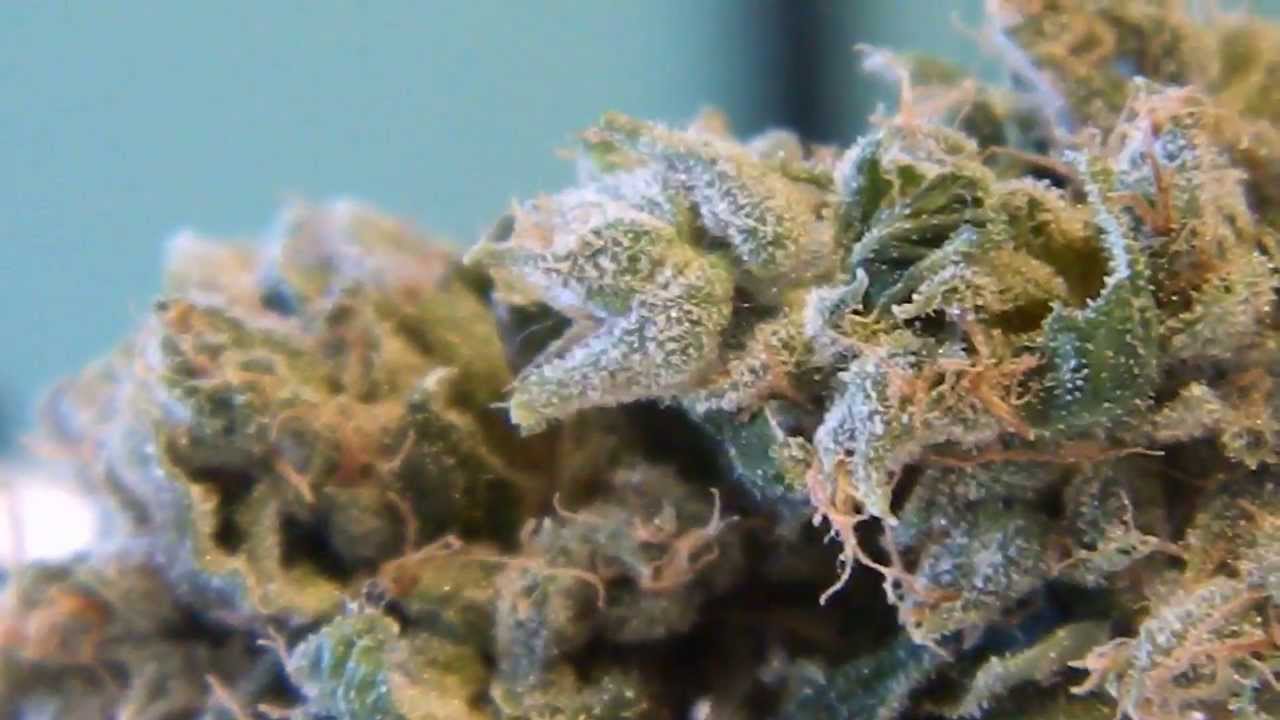 MajorBurns Rare Dankness- Scotts OG