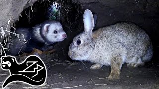 Polecat Ferret Chasing Rabbits Underground  Sunrise Ferreting 22