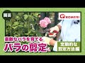 バラの剪定方法【コメリHowtoなび】