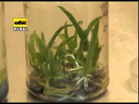 Producción de orquídeas in vitro - thptnganamst.edu.vn
