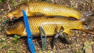 I Caught, Cooked, and Ate Carp, Heres What Happened