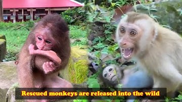 Monkey rescued by animal protection organizations are filmed as they are released back into the wild