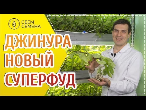 Видео: Жинура зэгсэн