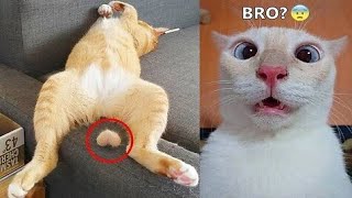 Funniest Animal Videos  Try Not To Laugh Cats And Dogs   CHARLIE #14