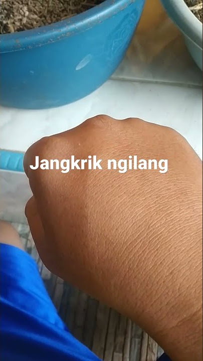 Jangkrik Ngilang Makanan Nutrisi Tinggi Burung Murai Batu