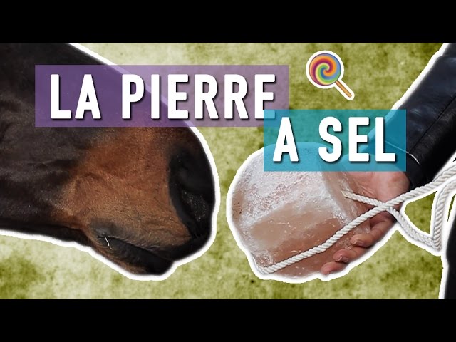 Pierre à sel pour chevaux