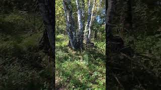 берёзки