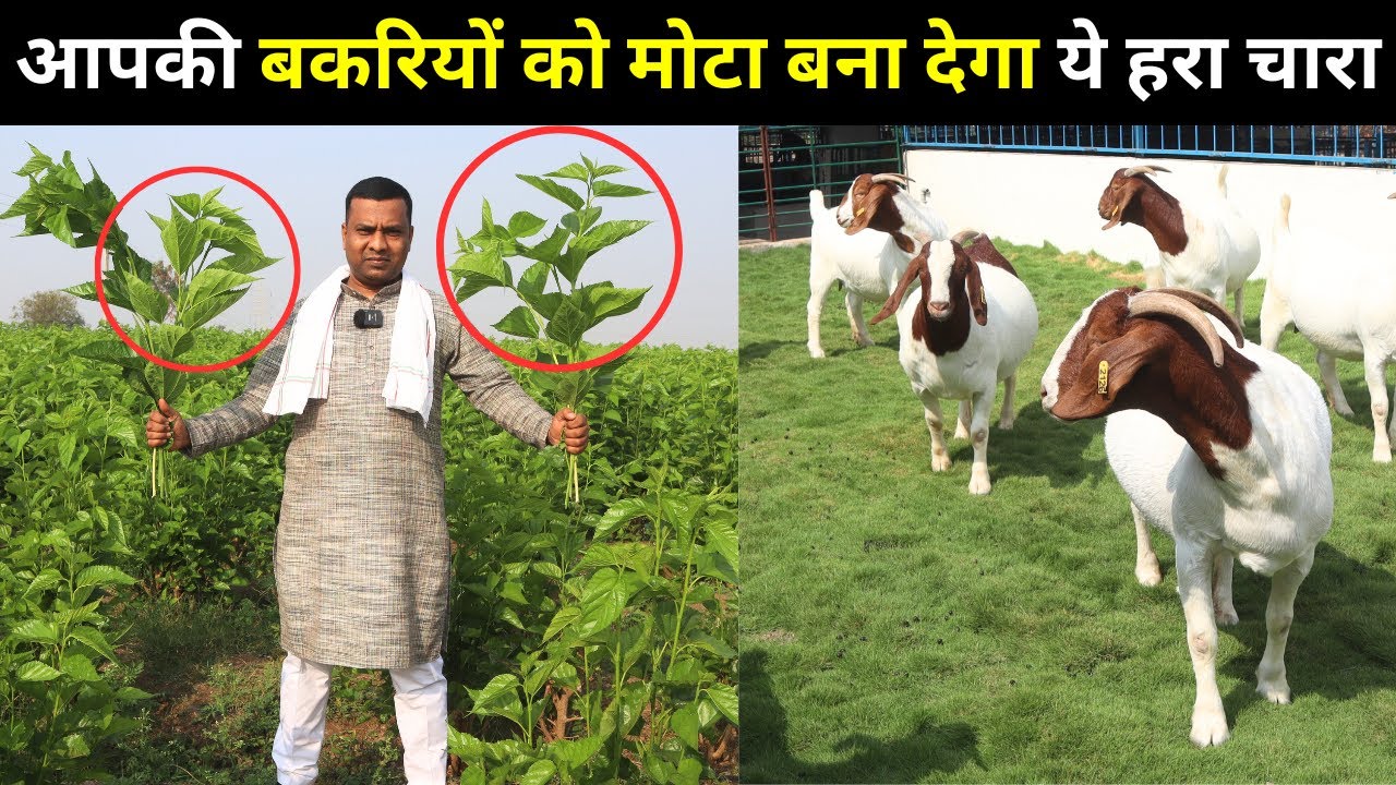 गाय ,भैस , बकरी को मोटा बना देगा ये  हरा चारा @@@ IIFT