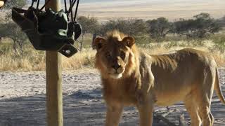 Botswana wild lions taking over the campsite