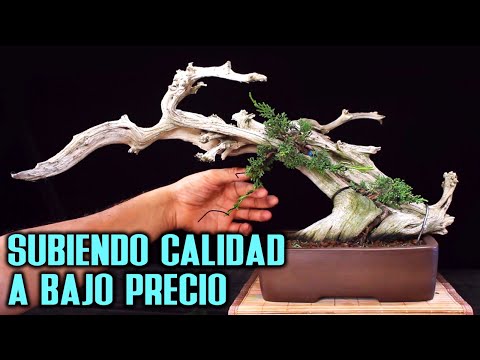 Vídeo: Bonsai De Roure (18 Fotos): Com Cultivar Bonsais A Partir D’una Gla? Normes Per A Principiants