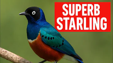 SUPERB STARLING