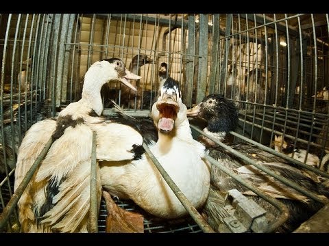 French Foie Gras Cruelty -  Animal Equality Undercover Investigation