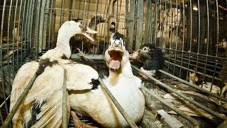 French Foie Gras Cruelty - Animal Equality Undercover Investigation