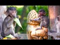 Adorable baby monkey look she very active  wildlife cute